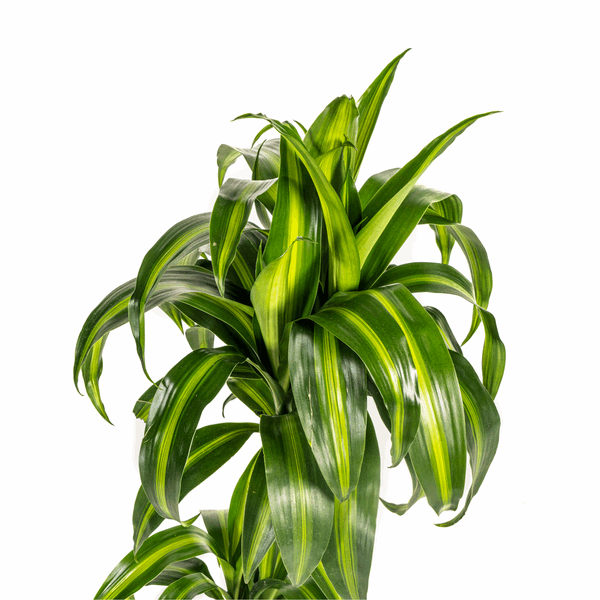 Dracaena Deremensis Hawaiianischer Sonnenschein Ø19cm - ↕70 - 90cm