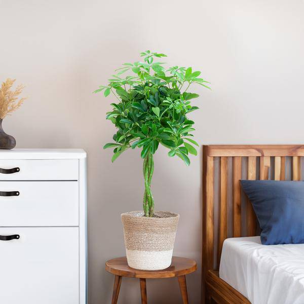 Schefflera Arb Nora – Strahlenaralie – Zimmerpflanze ca. 70cm – ø21cm – inkl. Pflanzenkorb Lissabon Weiß – Pflegeleichte Fingerpflanze mit dekorativem Jute-Korb für Wohnzimmer & Büro