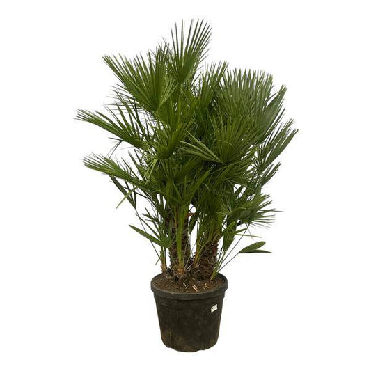 Chamaerops Humilis – Zwergpalme – mehrstämmig – Mediterrane Zimmer- und Gartenpflanze – Ø45cm – ↕180cm