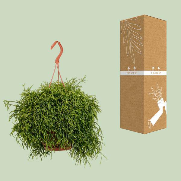 Korallenkaktus - Rhipsalis Baccifera Oasis - Zimmerpflanze - Ø17cm - ↕45cm