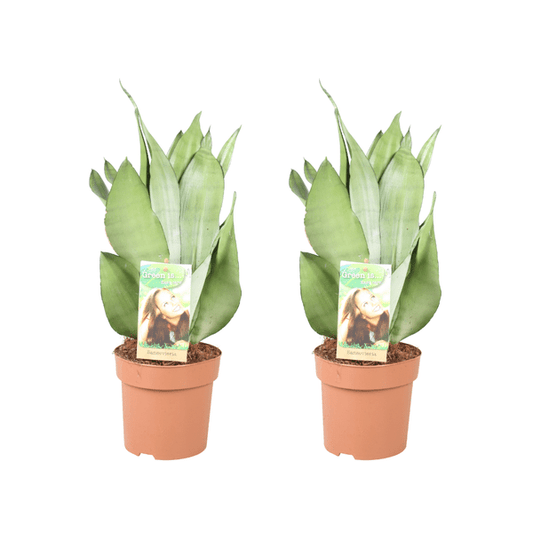 Sansevieria Moonshine – Bogenhanf – 2 Pflanzen – Zimmerpflanze – Ø14cm – ↕40cm – Luftreinigend & pflegeleicht – Für Wohnzimmer Büro Schlafzimmer