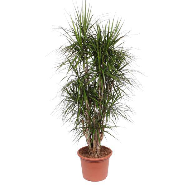 Drachenbaum - Dracaena Marginata - Zimmerpflanze - 190cm - ø35cm