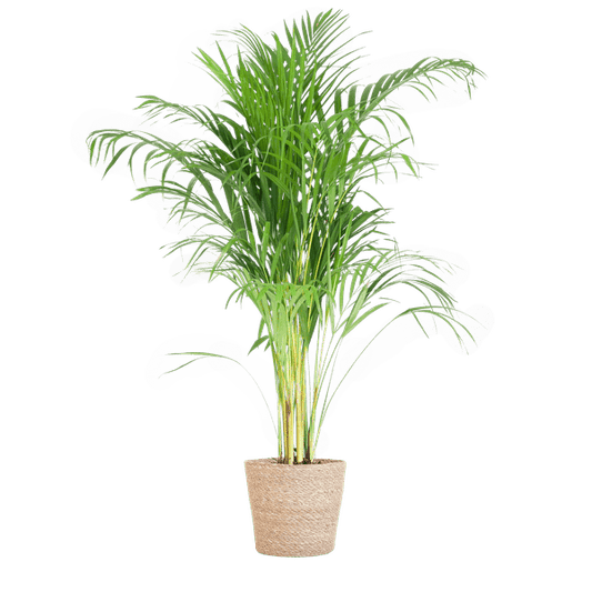 Areca-Palme Dypsis Goldfruchtpalme – Zimmerpflanze ↕100cm Ø21cm – Mit Natur-Korb Sofia Seegras Beige – Luftreinigende Tropenpflanze für Wohnzimmer & Büro