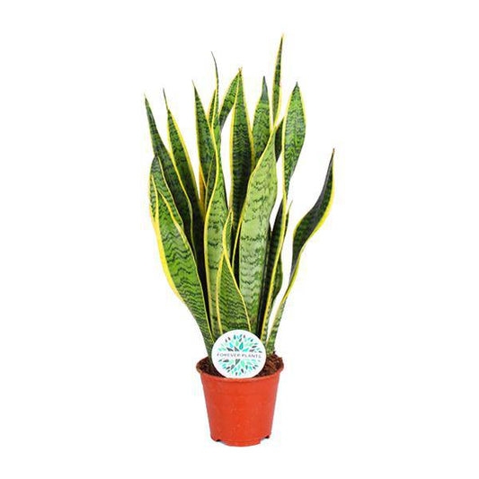 Bogenhanf – Sansevieria Trifasciata Laurentii – Zimmerpflanze – Ø14cm – ca. 50cm hoch – Luftreinigend & extrem pflegeleicht