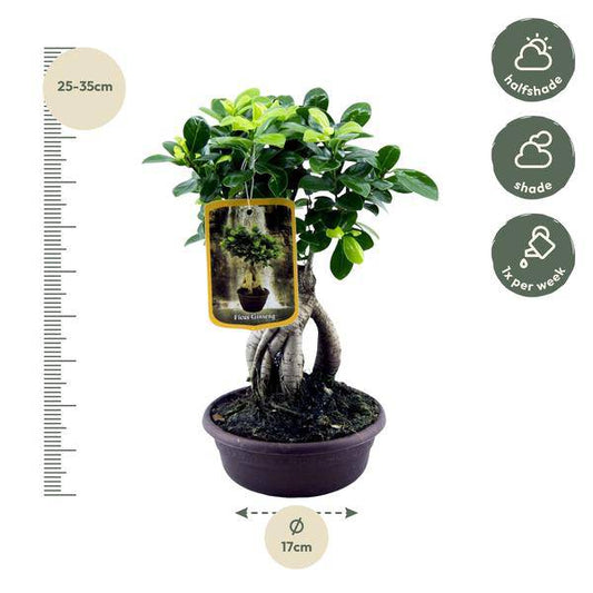 Ficus Microcarpa Ginseng – Chinesische Feige – Zimmerpflanze ↕30cm – Ø17cm – Bonsai-ähnliche Pflanze mit verdrehten Wurzeln & kompakter Krone – Elegante Deko für Wohnzimmer & Büro