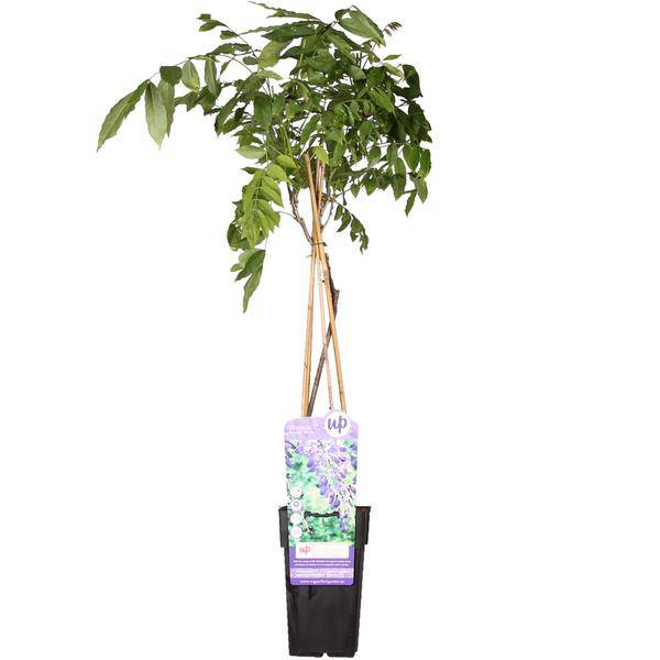 Chinesischer Blauregen - Wisteria sinensis 'Prolific' Glyzinie - Ø15cm - ↕65cm