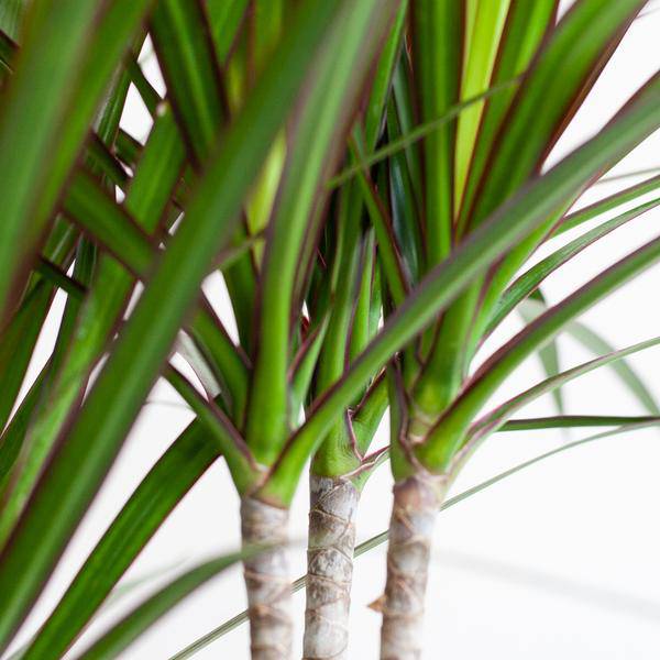 Dracaena Marginata – Drachenbaum – Zimmerpflanze – ca. 95cm hoch – Ø21cm – inkl. nachhaltigem Viber Übertopf Weiß – pflegeleichte tropische Grünpflanze