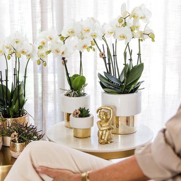 Phalaenopsis Orchidee Weiß - Jamaica + Lush Topf - Topfgröße Ø9cm - 40cm - blühende Zimmerpflanze