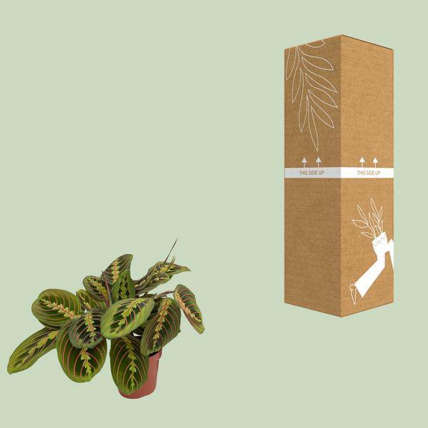 Maranta Fascinator – Pfeilwurz – Zimmerpflanze – Ø12cm Topf – ↕30cm Höhe – Pflegeleicht – Bewegliche Blätter – Halbschatten – Tropische Grünpflanze