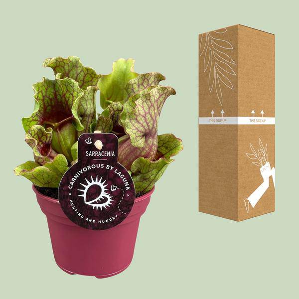 Schlauchpflanze Sarracenia – Fleischtfressende Zimmerpflanze Ø12 cm – ca. 20 cm hoch – Exotisches Design – Luftreinigend & pflegeleicht