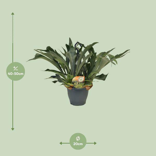 Geweihfarn - Platycerium Bifurcatum - Zimmerpflanze - Ø21cm - ↕50cm