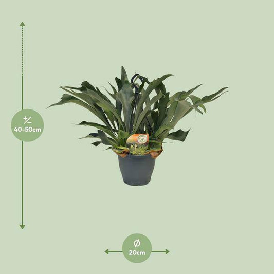 Geweihfarn - Platycerium Bifurcatum - Zimmerpflanze - Ø21cm - ↕50cm