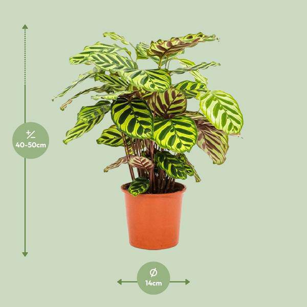 Pfauen-Korbmaranthe - Calathea Makoyana - Zimmerpflanze - Ø14cm - ↕45cm