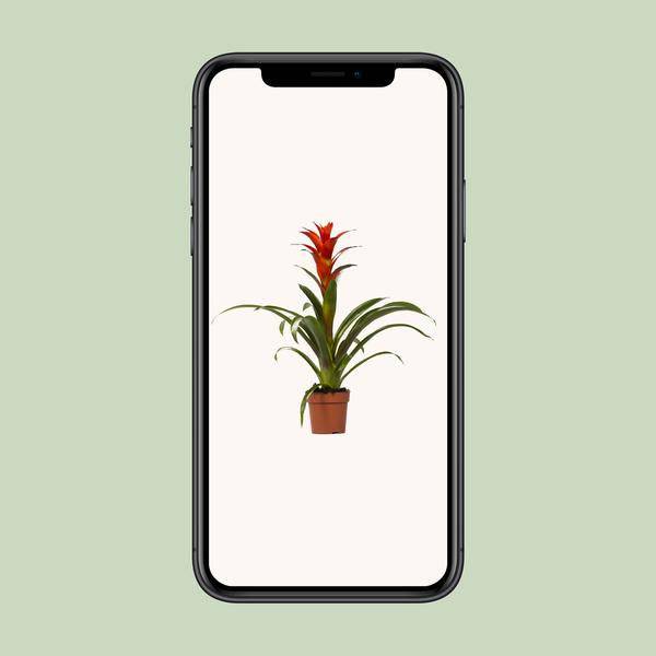 Bromelie - Guzmania Ostara - Zimmerpflanze - Ø12cm - ↕45cm