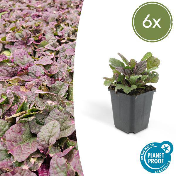 Kriechender Günsel - Ajuga reptans 'Burgundy Glow' - ↕10-25cm - Ø9cm - 6 Stück