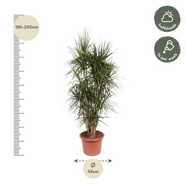 Drachenbaum - Dracaena Marginata - Zimmerpflanze - 190cm - ø35cm