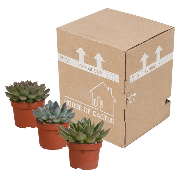 Steinrose - Echeveria - Mix - 10,5 cm - 3 Stück - Zimmerpflanze - Sukkulente