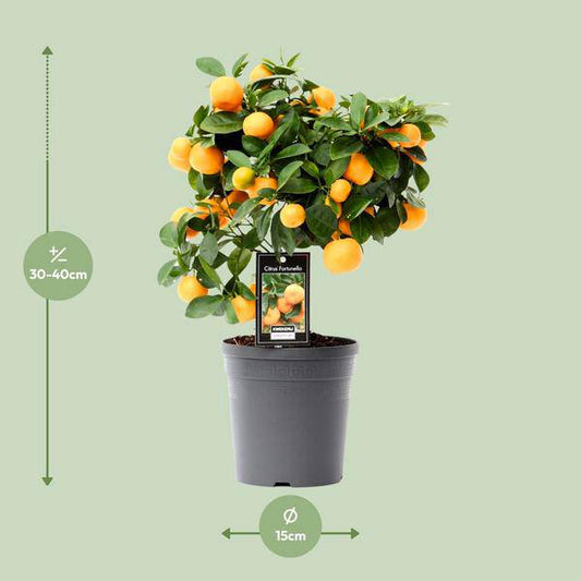 Orangenbaum - Calamondinorange - Citrus Calamondin - Zimmerpflanze - Ø15cm - ↕40cm