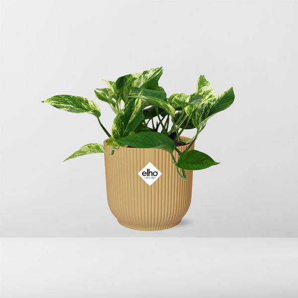 Baumfreund - Scindapsus Epipremnum Marble Queen - Zimmerpflanze + Topf Vibes Fold 14cm Gelb