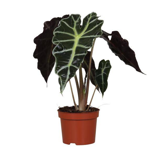 Pfeilblatt - Alocasia Amazonica Polly - Zimmerpflanze - Ø12cm - ↕30cm