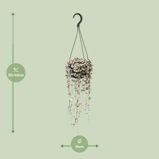 Leuchterblume - Ceropegia Linearis Subsp. Woodii Variegata - Zimmerpflanze - Ø14cm - ↕38cm