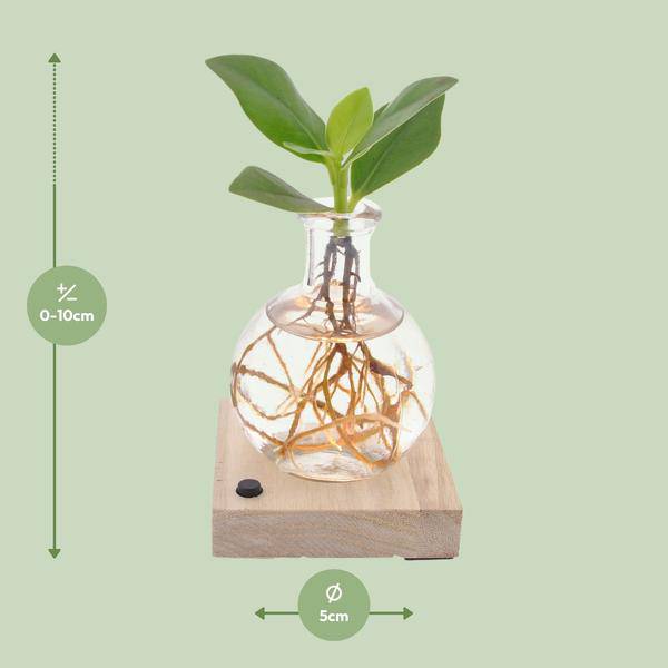 Clusia In Samoa LED - Ø5cm - ↕10cm