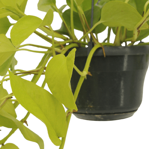 Efeutute - Epipremnum Golden Pothos Scindapsus - Zimmerpflanze - Ø15cm - ↕25cm - 2 Stück