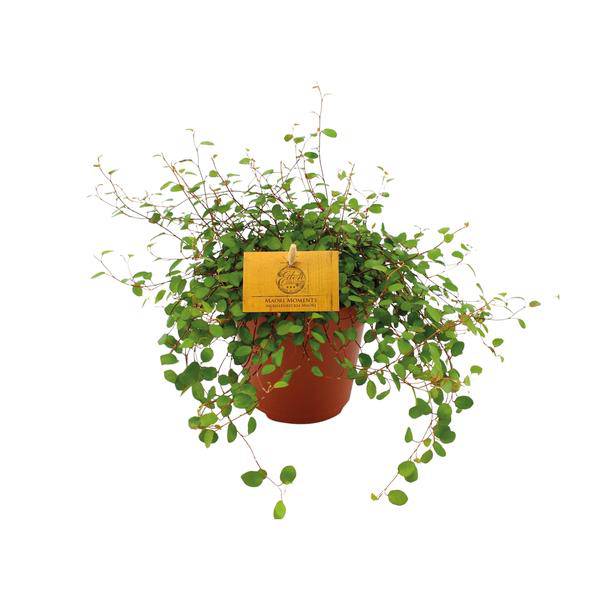 Drahtstrauch - Muehlenbeckia Maori - Zimmerpflanze - Ø12cm - ↕20cm