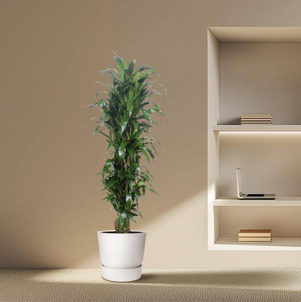 Drachenbaum - Dracaena Janet Craig - Zimmerpflanze - 170cm - ø34cm