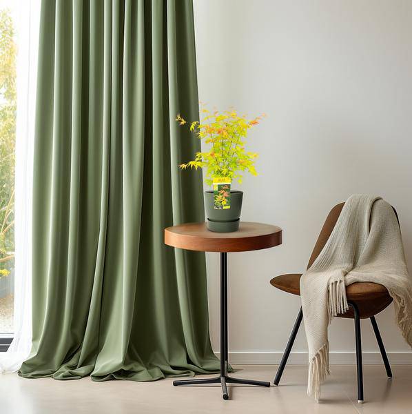 Fächer-Ahorn - Acer palmatum Orangedream - Ø19cm - ↕50cm