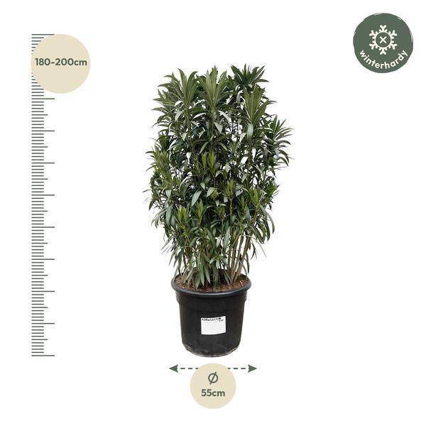 Rosenlorbeere - Nerium Oleander Strauch - 190cm - ø55cm