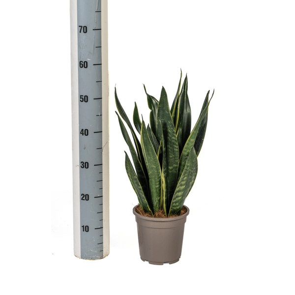 Sansevieria Trifasciata Futura Schwarz - Bogenhanf - Zimmerpflanze - Ø17cm - ↕45-55cm