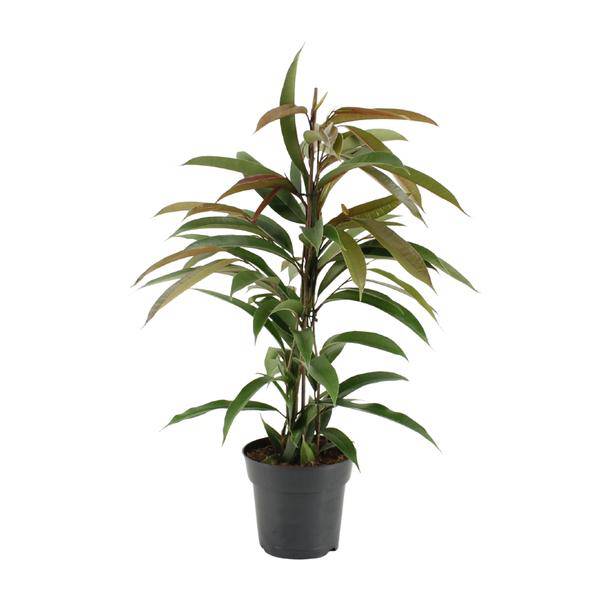 Gummibaum - Ficus Binnendijkii Amstel King - Zimmerpflanze - Ø17cm - ↕70cm