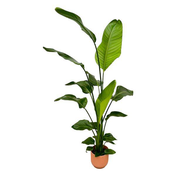 Strelitzia Nicolai – Baum-Strelitzie – Zimmerpflanze ca. 130cm – ø18cm – inkl. Pflanzgefäß Vibes Fold Rosa – Weißer Paradiesvogel – Tropische Grünpflanze für Wohnzimmer, Büro & Wintergarten