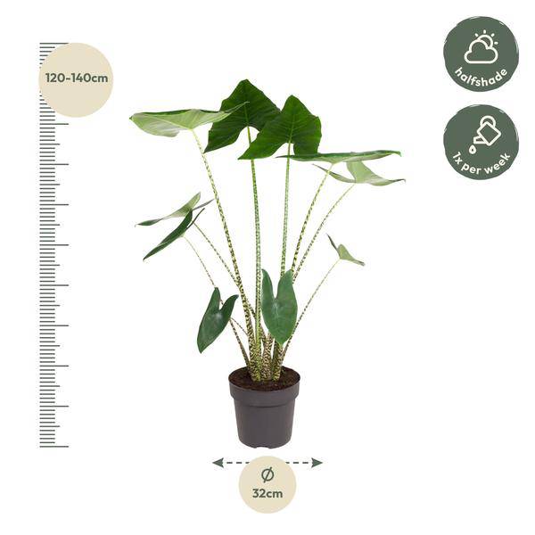Tiger-Pfeilblatt – Alocasia Zebrina – Zimmerpflanze – 130cm – Ø32cm – tropische Grünpflanze mit Zebramuster-Stielen – dekorative Indoor-Pflanze