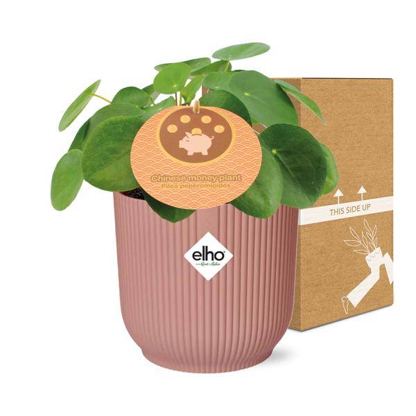 Chinesischer Geldbaum Pilea Peperomioides – Zimmerpflanze 12cm inkl. Ziertopf Vibes Fold Rosa Ø14cm – Glückspflanze mit runden Blättern – Pflegeleicht & dekorativ für Wohnzimmer, Büro & Schlafzimmer