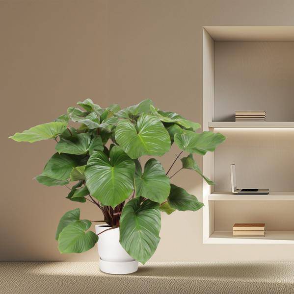 Herzblatt - Homalomena Rubescens Maggy - Zimmerpflanze - 140cm - ø34cm