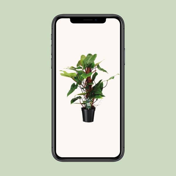 Baumfreund - Philodendron Roter Smaragd - Zimmerpflanze - Ø19cm - ↕80cm