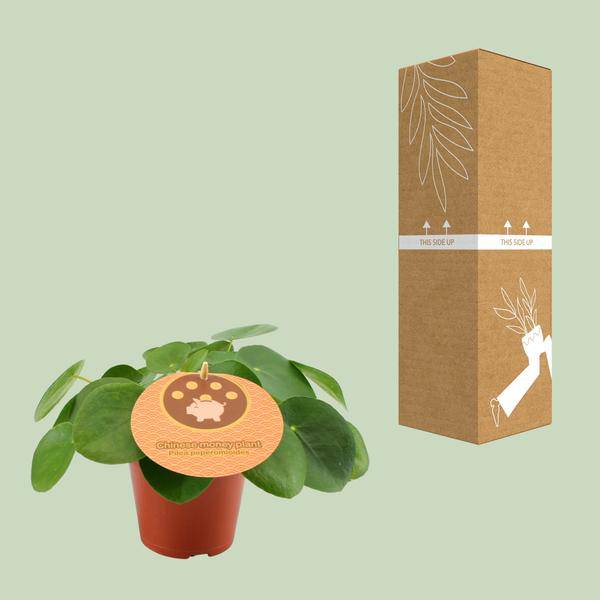 Chinesischer Geldbaum - Pilea Peperomioides - Zimmerpflanze - Ø12cm - ↕20cm