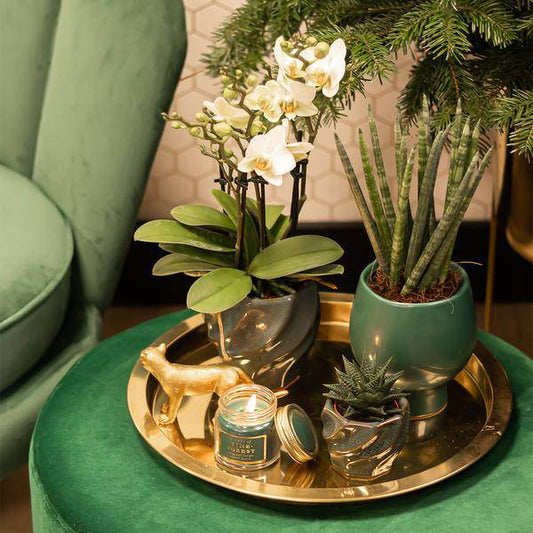 Sukkulente Haworthia Limifolia – Dreieckige Grüne Zimmerpflanze – Ø9cm – Pflegeleicht & Robust – Perfekt für helle Standorte ohne direkte Sonne