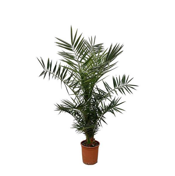 Kanarische Dattelpalme – Phoenix Canariensis – Zimmerpflanze – 130cm – Ø20cm – elegante Palme mit robustem Stamm und fiederförmigen Blättern für Innen- und Außenbereich
