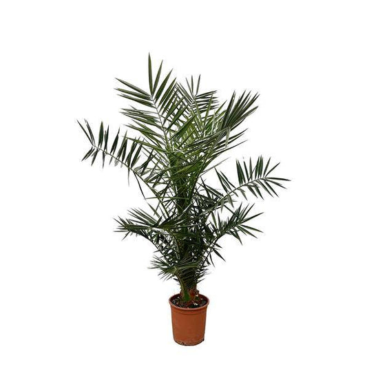 Kanarische Dattelpalme – Phoenix Canariensis – Zimmerpflanze – 130cm – Ø20cm – elegante Palme mit robustem Stamm und fiederförmigen Blättern für Innen- und Außenbereich