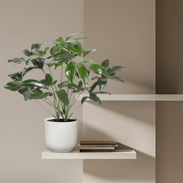 Baumfreund - Philodendron Green Wonder - Zimmerpflanze - 120cm - ø27cm