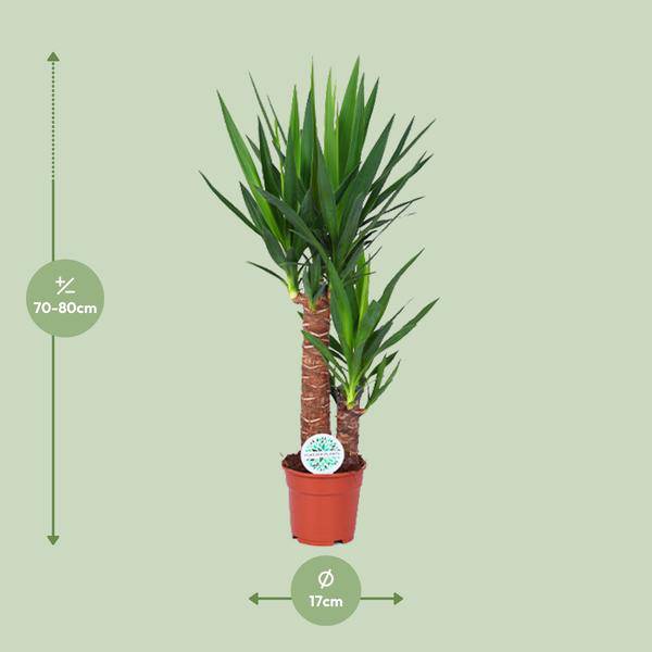 Palmlilie - Yucca - Zimmerpflanze - Ø17cm - ↕80cm