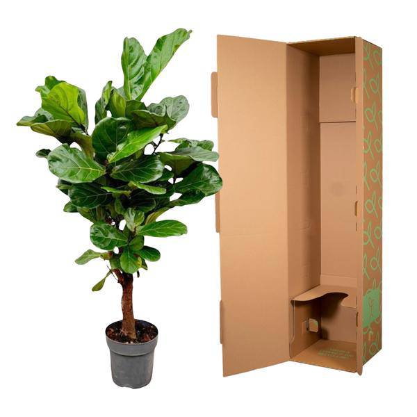Geigenfeige – Ficus Lyrata – Zimmerpflanze – 150cm – Ø24cm – tropische Grünpflanze mit großen dekorativen Blättern