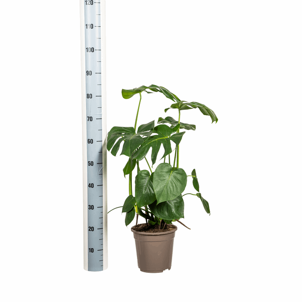 Monstera Deliciosa Tauerii – Fensterblatt – Ø21cm – ↕70-90cm – Beliebte Zimmerpflanze mit dekorativen Blättern – Pflegeleicht & luftreinigend