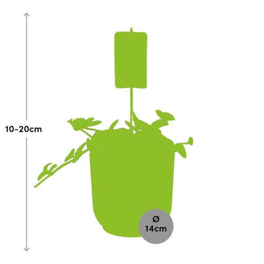 Zwergpfeffer - Peperomia 'Hope' - Zimmerpflanze + Topf Vibes Fold 14cm Gelb