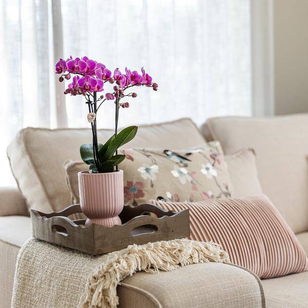 Phalaenopsis Orchidee Rosa – Sorte El Salvador – inkl. Ziertopf Diabolo Rosa Ø9cm – 2–3 Blütenzweige – Elegante Zimmerpflanze im dekorativen Übertopf – Pflegeleicht & dekorativ