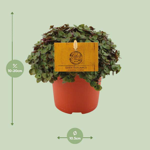 Kriechendes Schönpolster - Callisia repens - Zimmerpflanze - Ø10.5cm - ↕15cm