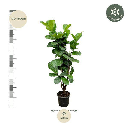 Feigenbaum – Ficus Lyrata – ca. 170cm hoch – Ø32cm – Geigenfeige als imposante Zimmerpflanze – XXL Grünpflanze mit großen Blättern – Dekorative Pflanze für Wohnzimmer & Büro